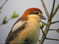 woodchat shrike, woodchat shri-5